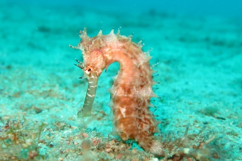 seahorse eating