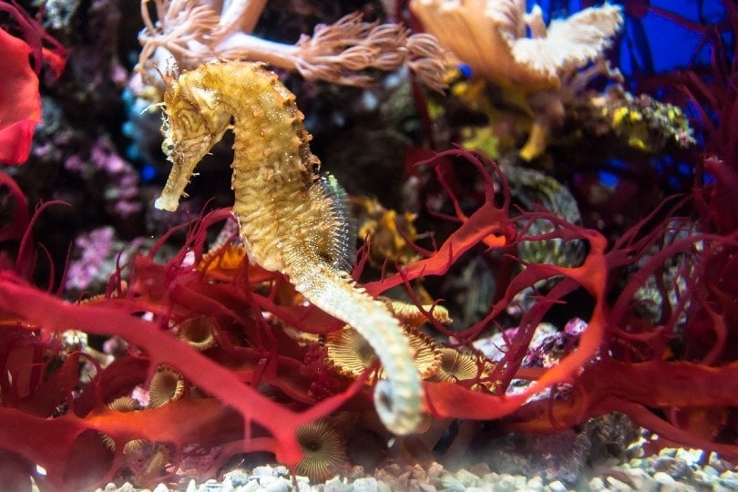 seahorse inside tank