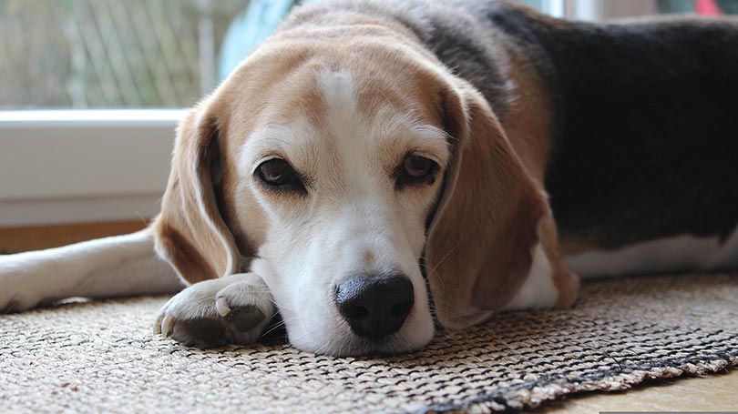senior beagle dog lying on the carpet