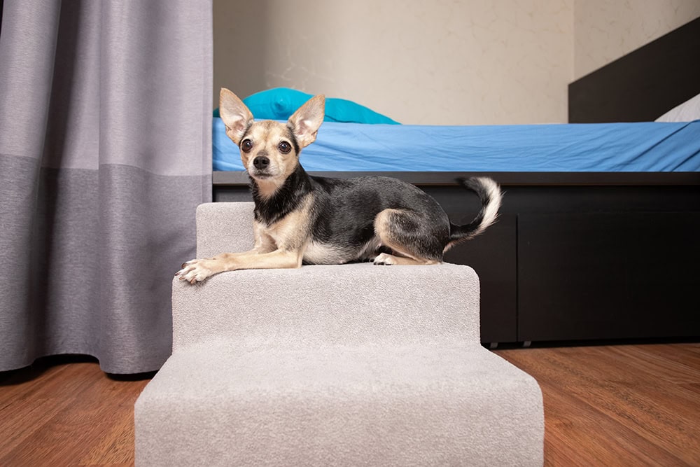 senior dog lying on dog stairs beside the bed