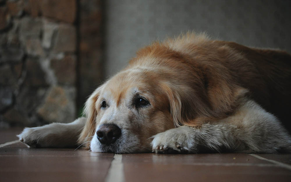 senior golden retriever