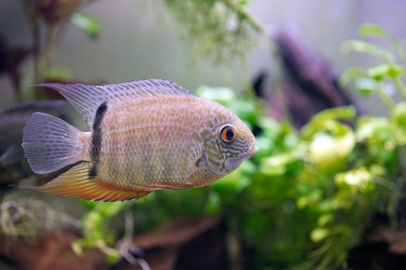 Severum cichlid