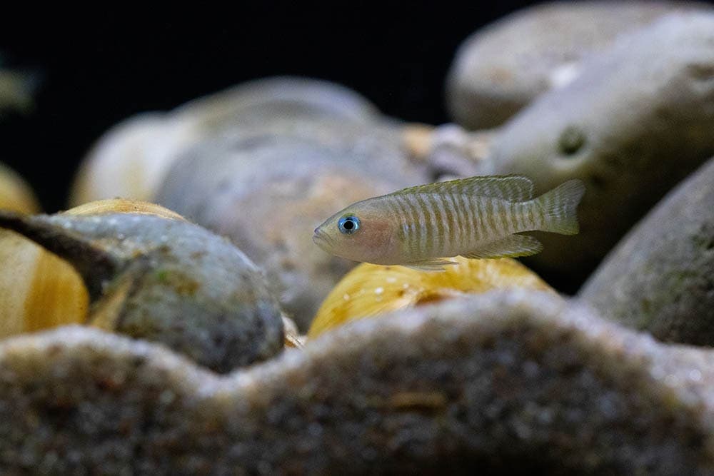 shell dweller cichlid in the tank