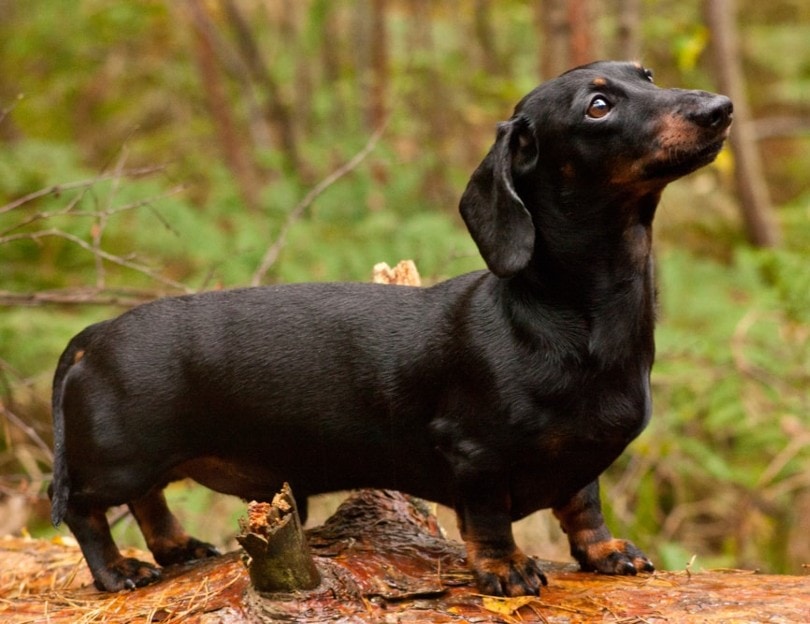shiny black dachshund