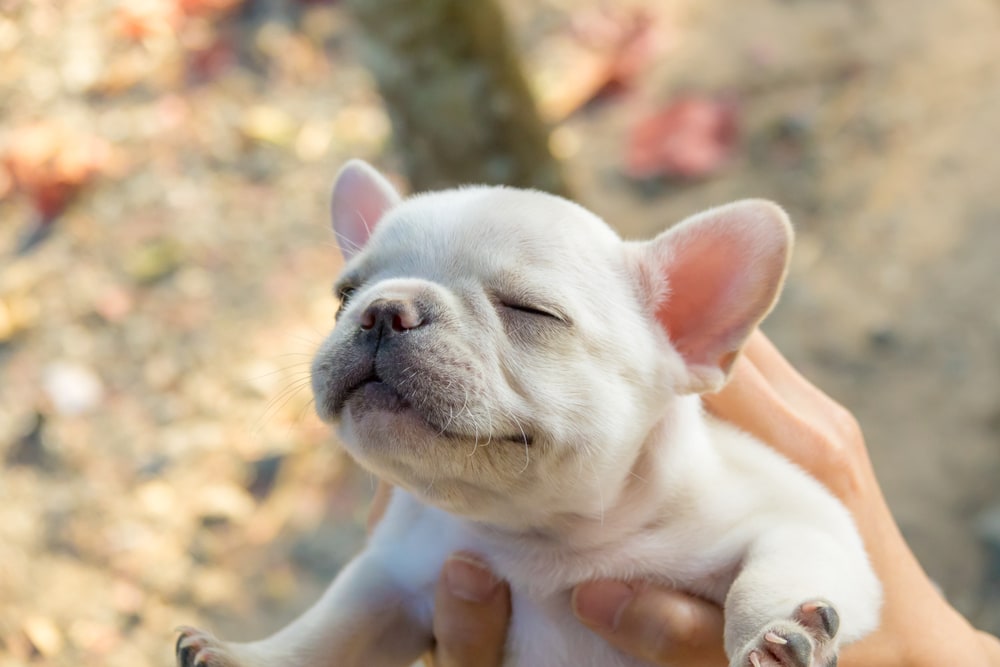Lady carrying Cute little French bulldog
