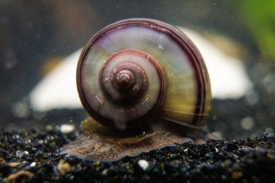 Do Mystery Snails Carry Disease 