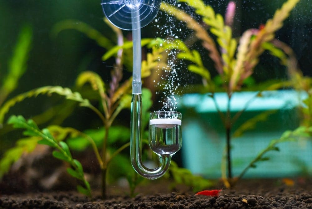 How To Get Suction Cups To Stick In Your Aquarium 4 Tips Tricks