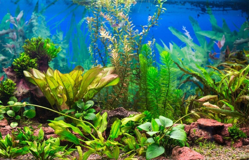 aquarium background plants