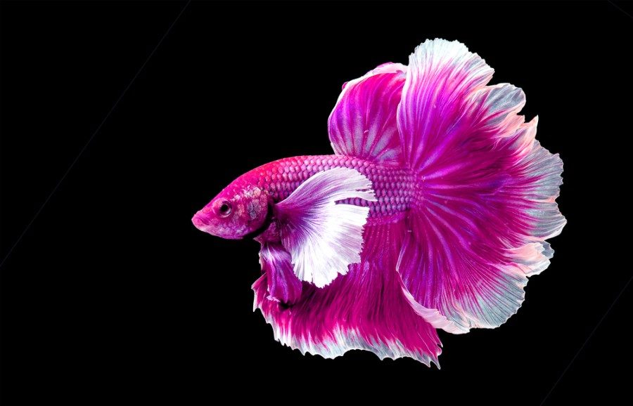 betta fish