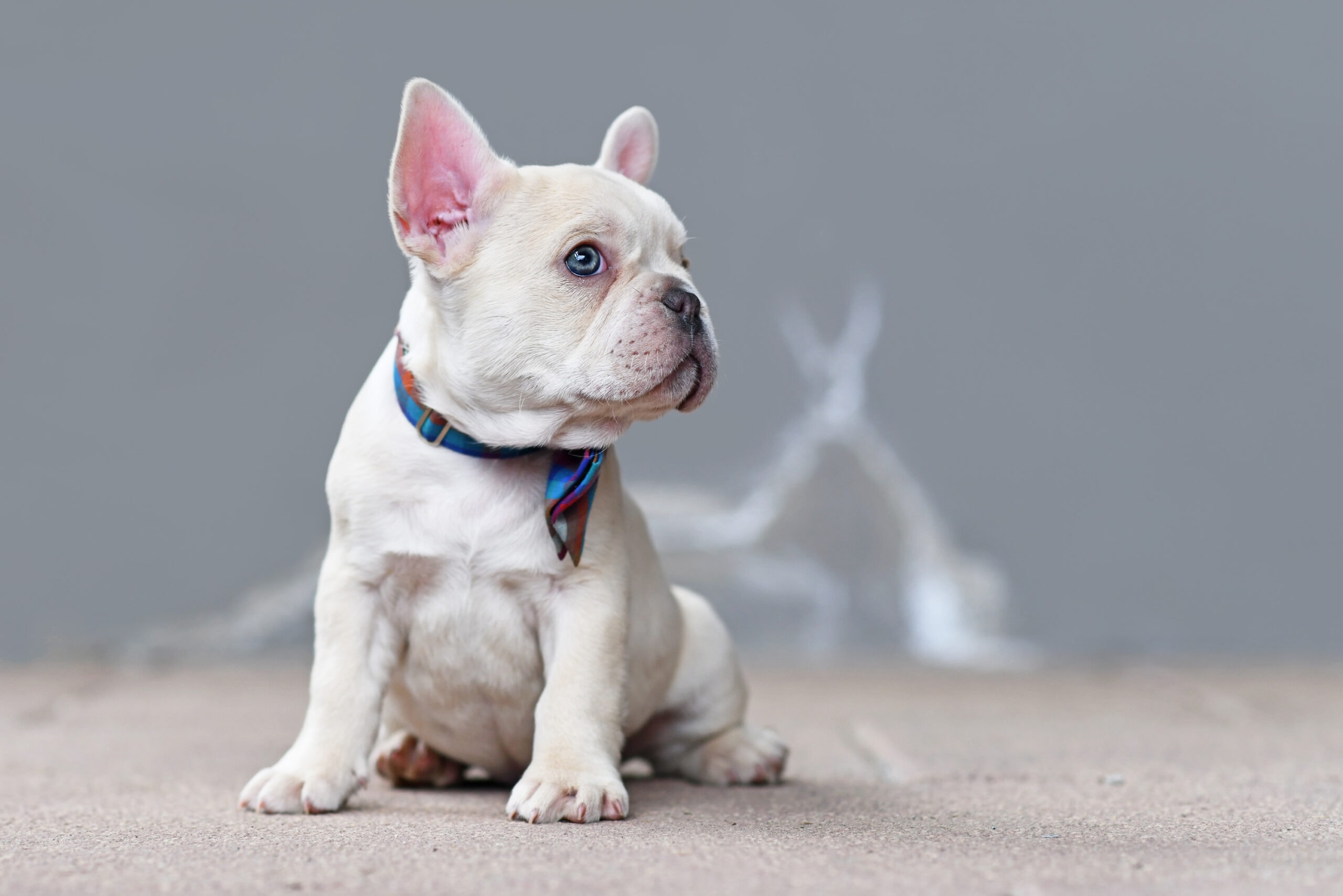Small cream white colored French Bulldog dog puppy