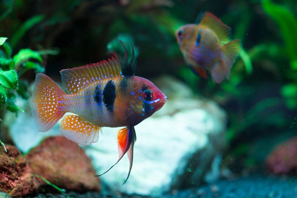 Tropical fish rams cheap