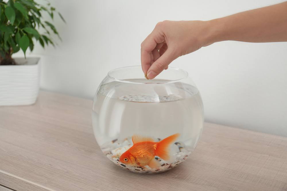 feeding a goldfish