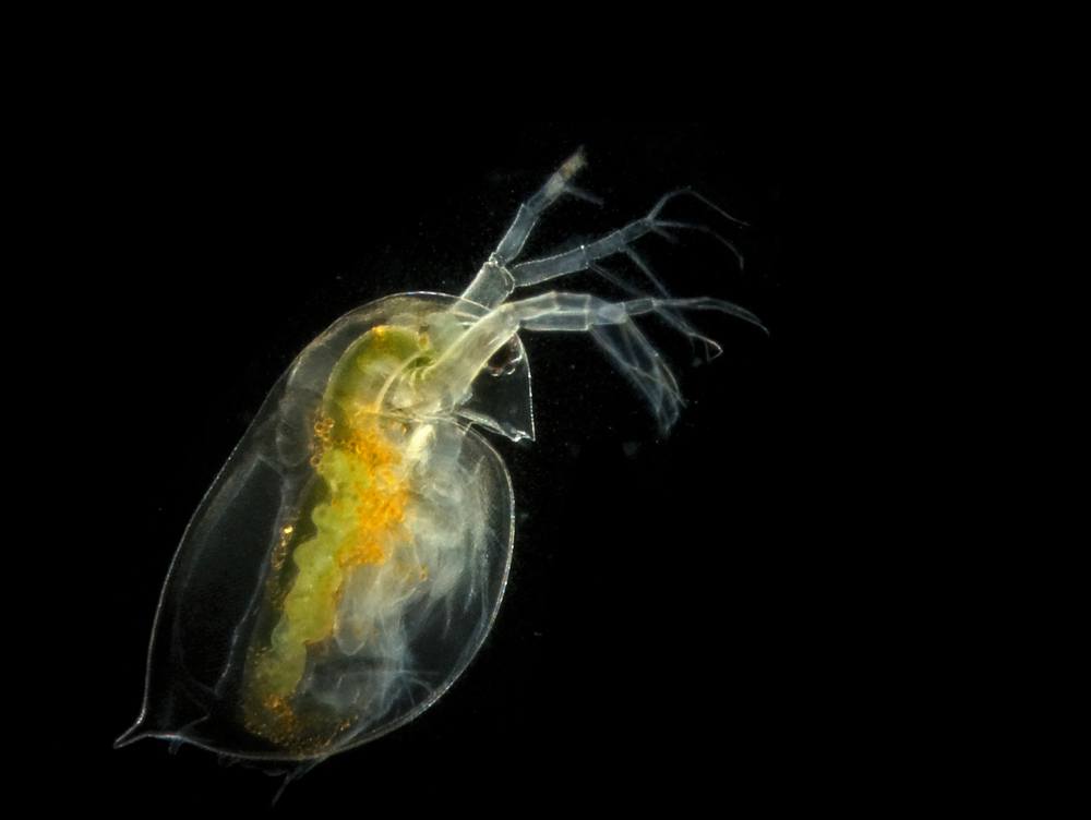 daphnia