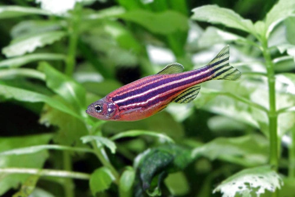 Zebrafish danio