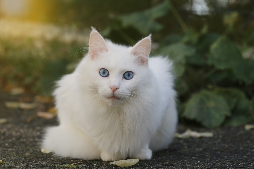 Beautiful white turkish cat with blue eyes