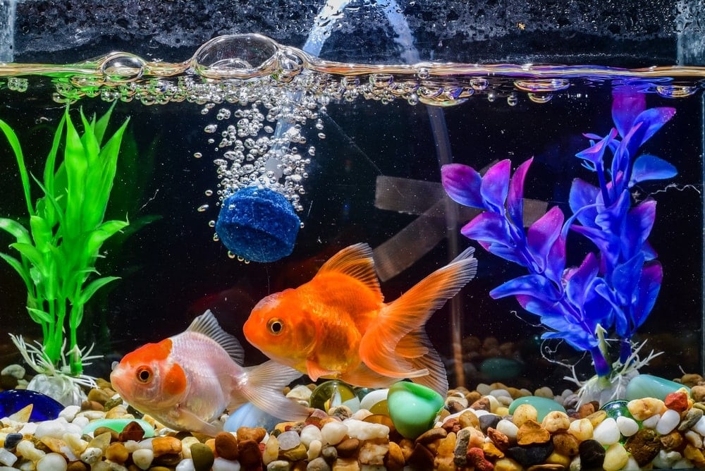 co2 bubbles in tank aquarium