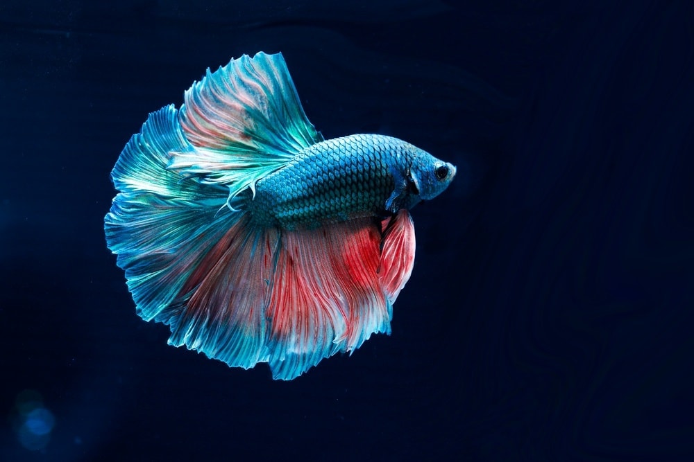 betta fish in dark