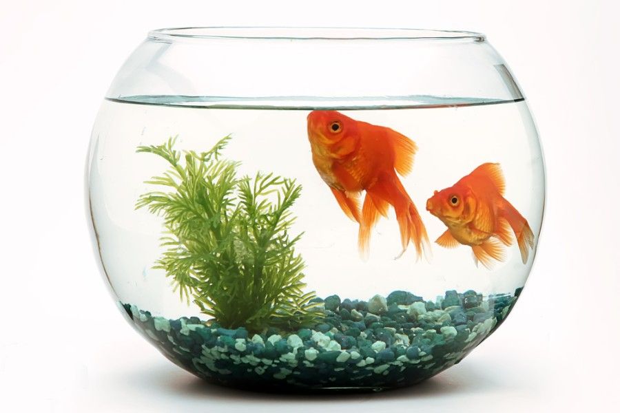 7 Best Large Goldfish Bowls (Plastic, Glass & Acrylic) In 2023 - Reviews &  Top Picks | Hepper