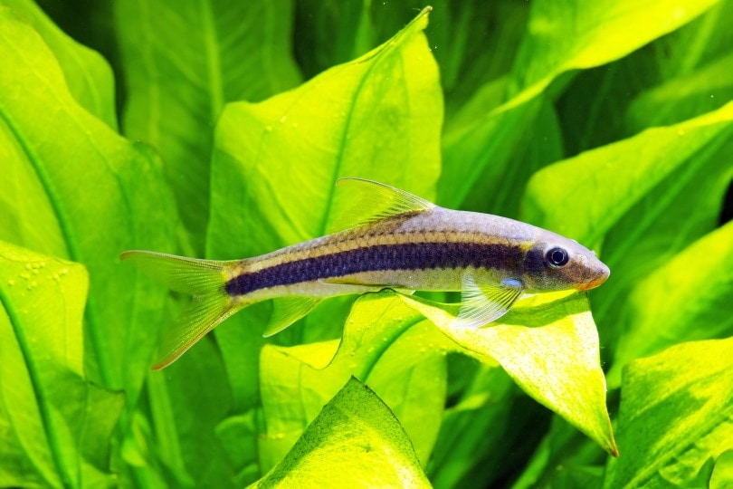 水族箱里的暹罗海藻食用者