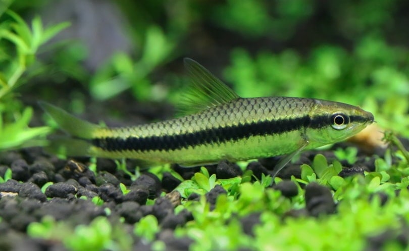 siamese algae eater in aquarium