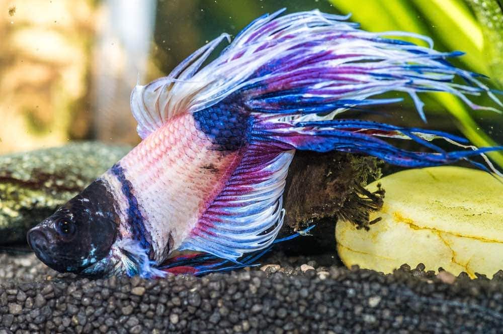 A closeup shot of sick betta fish in aquarium tank