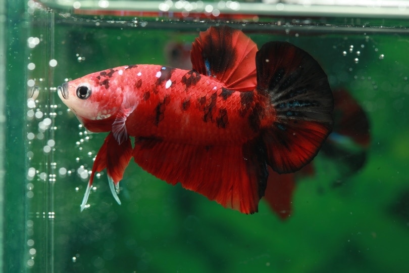 sick betta fish