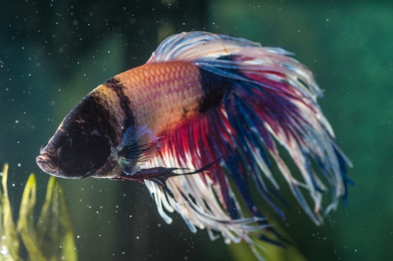 sick betta in aquarium