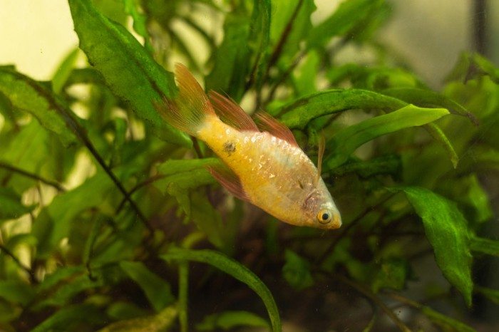 sick fish