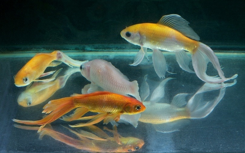 sick gold fish_Suphakornx_shutterstock