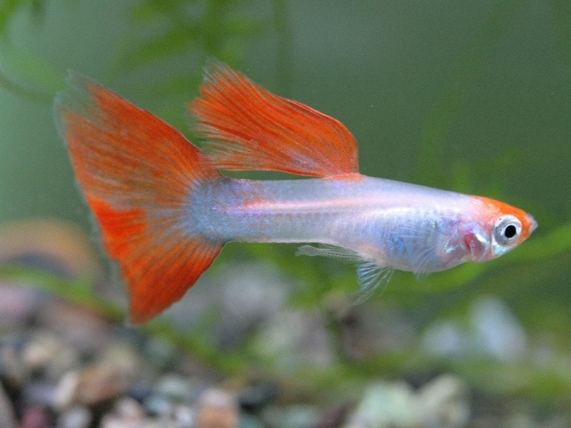 silver and orange guppy