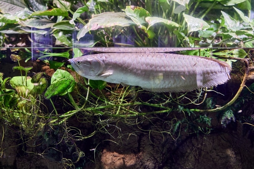 silver arowana fish in aquarium