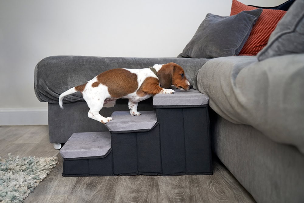 small dog climbing the steps to the sofa