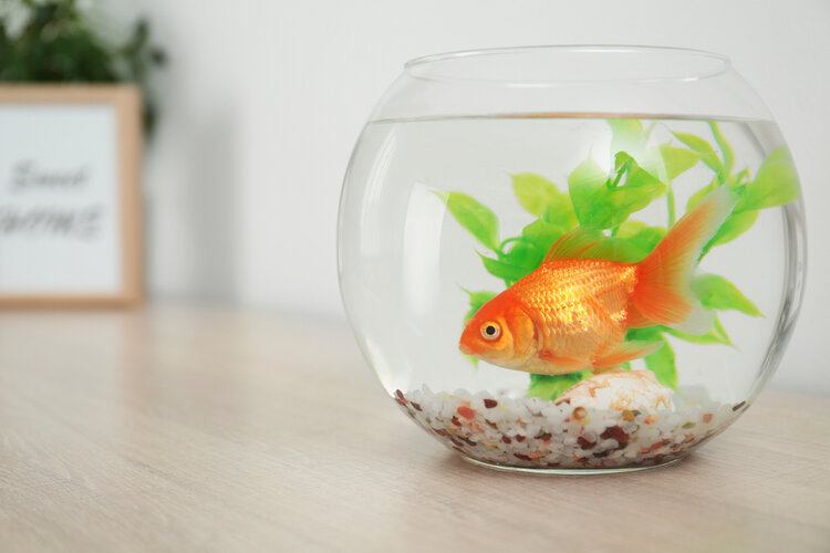 small goldfish in goldfish bowl