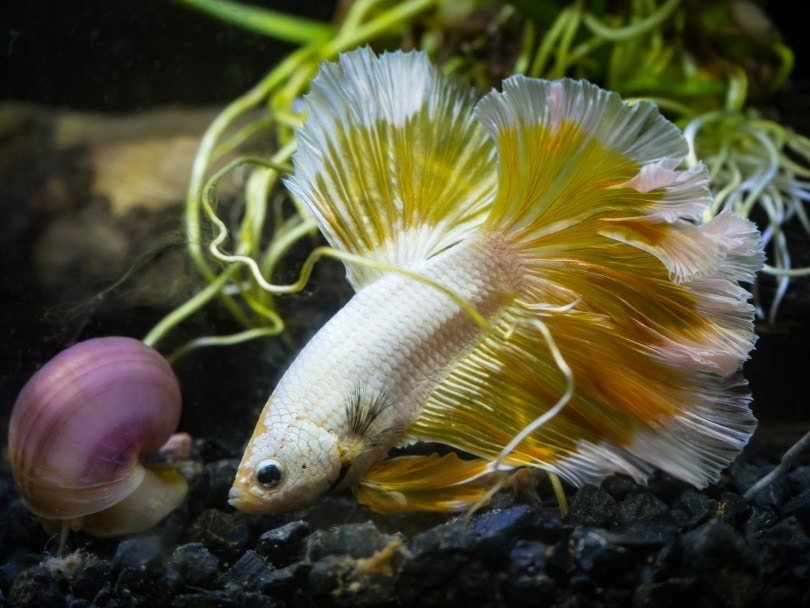 snail and betta fish