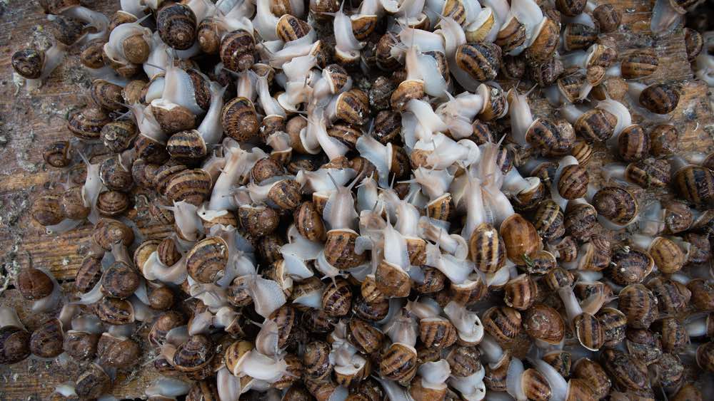 snail farm with snails reproducing