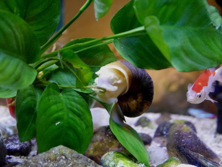 How to Quarantine Aquarium Plants (or Snails) Hepper