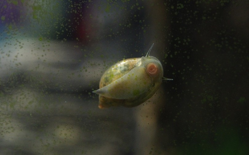 snail stuck to the glass