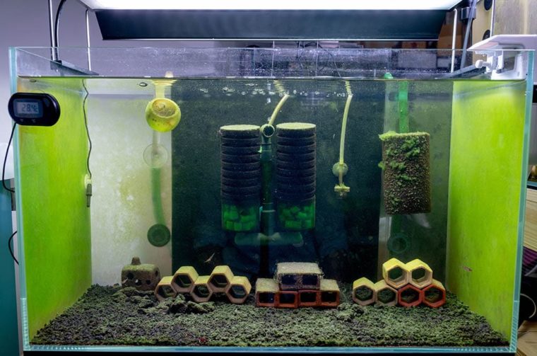 How to Cycle a Fish Tank Easy StepbyStep Guide Hepper