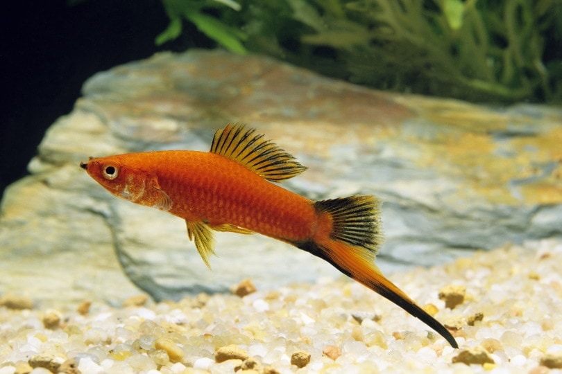 swordtail fish in aquarium