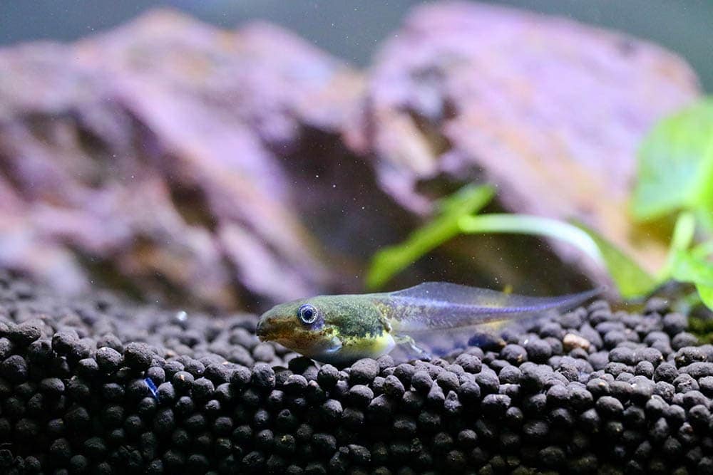 Can I Put Tadpoles In My Fish Tank? What You Need To Know