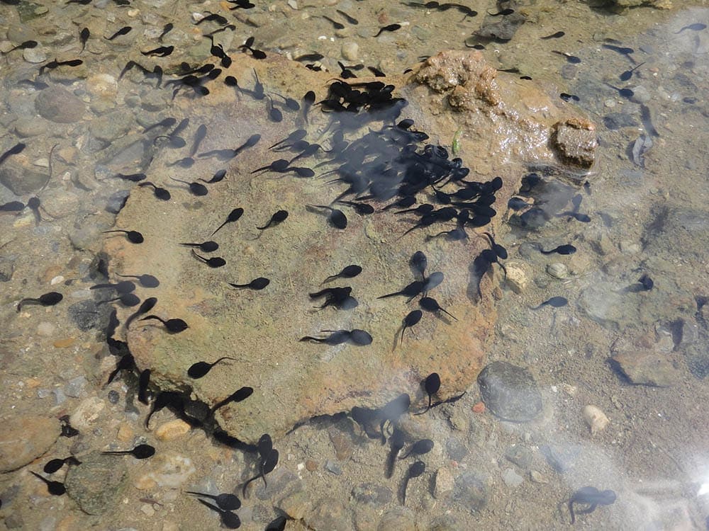 tadpoles in the water