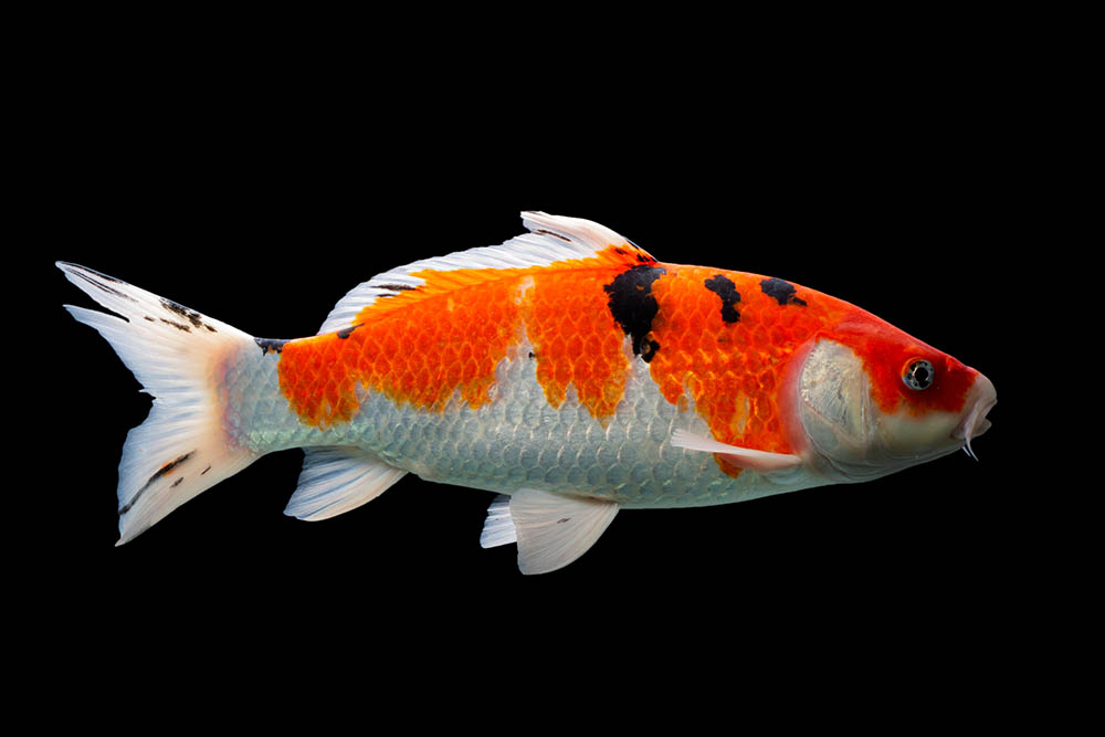 Cá Koi Taisho Sanke