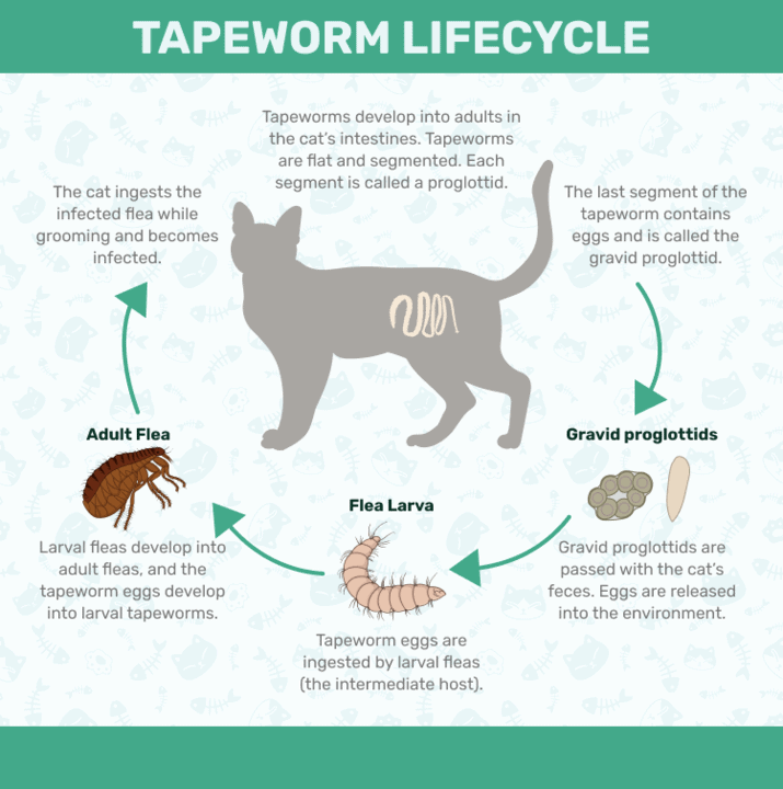 Tapeworm lifecycle