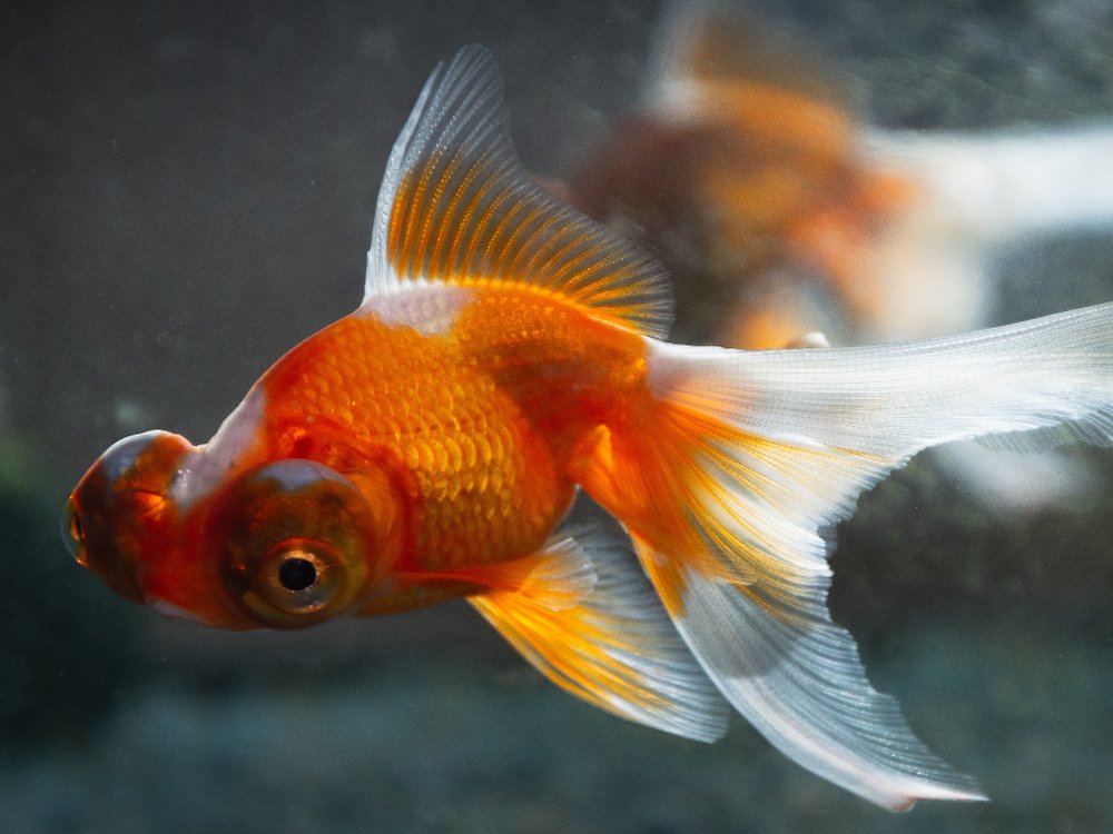 telescope eye goldfish swimming