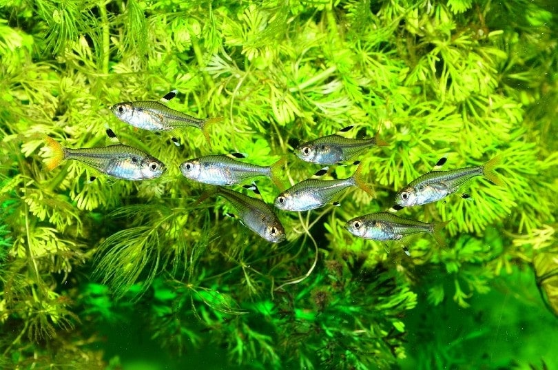 tetra fish swimming in tank