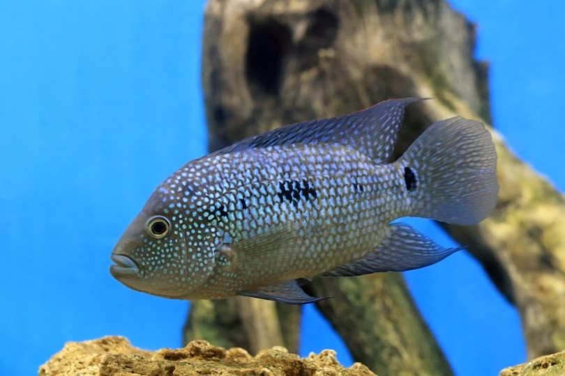 texas cichlid (Herichthys cyanoguttatus)