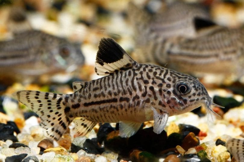 Cory ba sọc (Corydoras trilineatus)