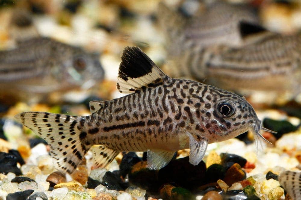 10 African Dwarf Frog Tank Mates (Compatibility Guide 2024) | Hepper