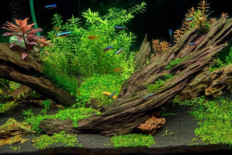 tropical-fish-jungle-driftwood