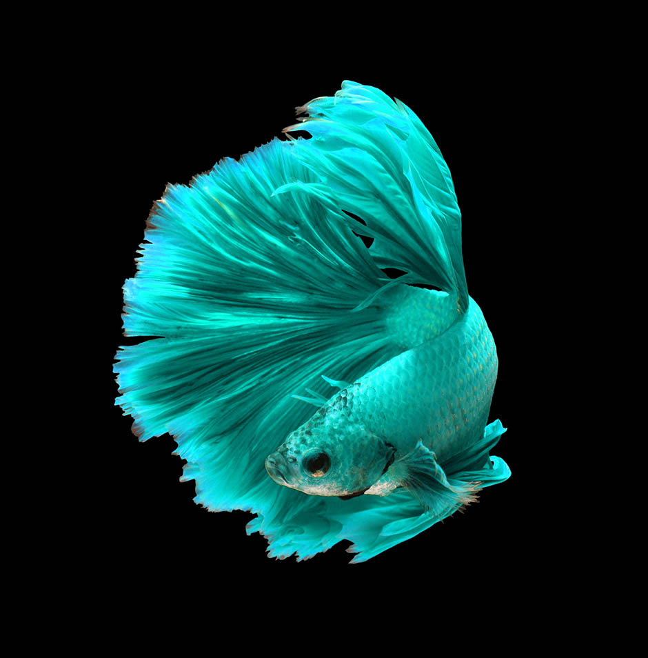 Cá betta rồng xanh ngọc